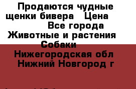 Продаются чудные щенки бивера › Цена ­ 25 000 - Все города Животные и растения » Собаки   . Нижегородская обл.,Нижний Новгород г.